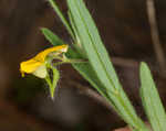 Arrowhead rattlebox